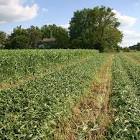 Sorghum Sudan Grass Seed