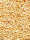 Sorghum