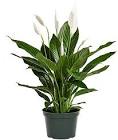 Spathiphyllum Plant