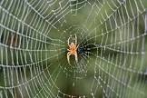 Spider Pest Control