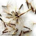 Stevia Seeds