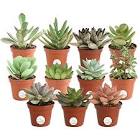Succulent Plant