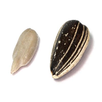 Sunflower Kernel