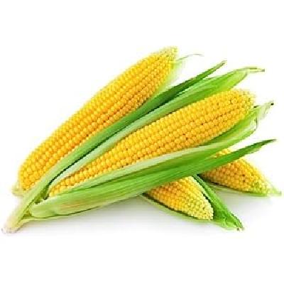Sweet Corn Seed