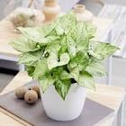 Syngonium
