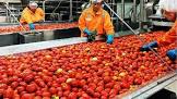 Tomato Processing Plants