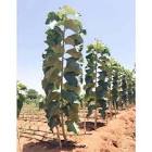 Teak Plants