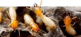 Termite Pest Control Service
