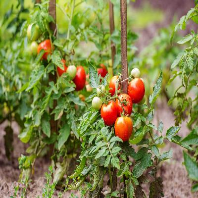 Tomato Plant