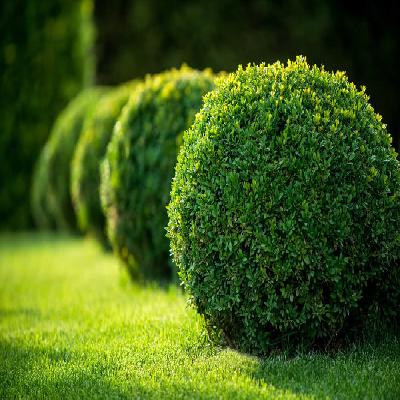 Topiary Plants