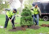 Tree Plantation Services