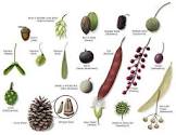 Tree Seeds