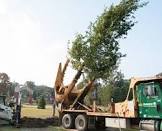 Tree Transplanting Services