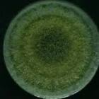 Trichoderma Viride