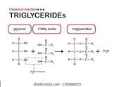 Triglyceride