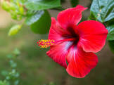 Tropical Flower