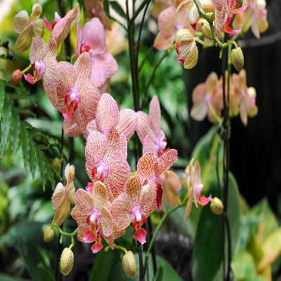 Tropical Orchid