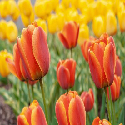 Tulip Flower