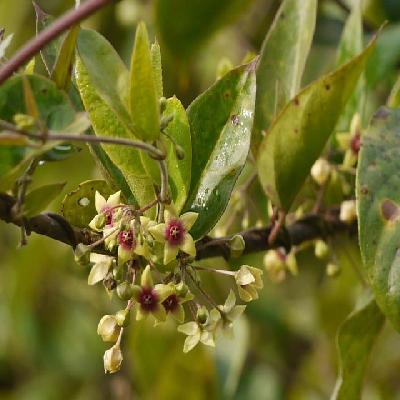 Tylophora Indica Plant