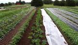 Vegetable Cultivation Services