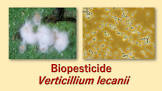 Verticillium Lecanii