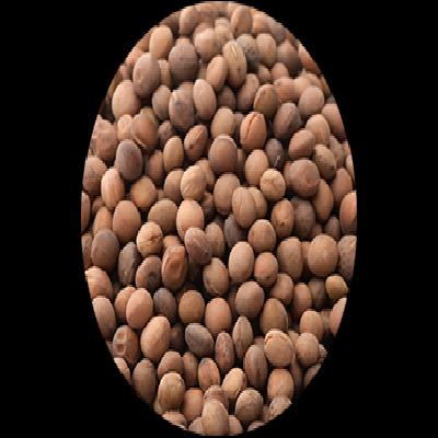 Vetch Seeds