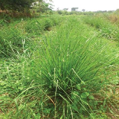 Vetiver Grass
