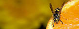 Wasp Control Services