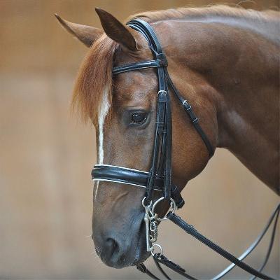 Weymouth Bridle