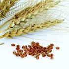 Wheat Seeds