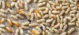 White Ant Control
