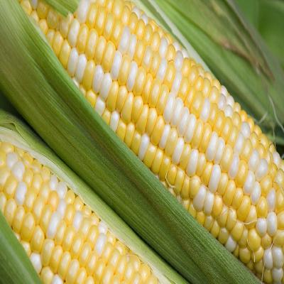 White Corn