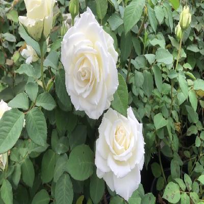 White Roses