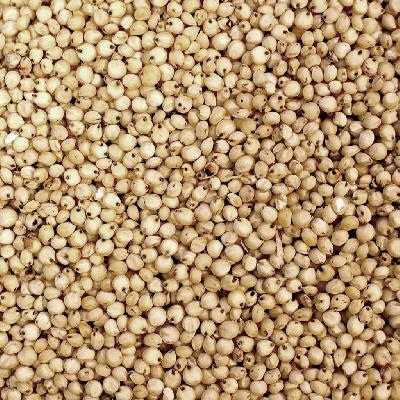 White Sorghum 