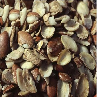 Wild Mango Seed Extract