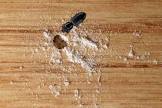 Wood Borer Control Services