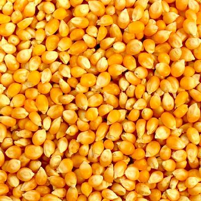 Yellow Corn
