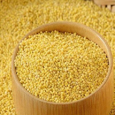 Yellow Millet