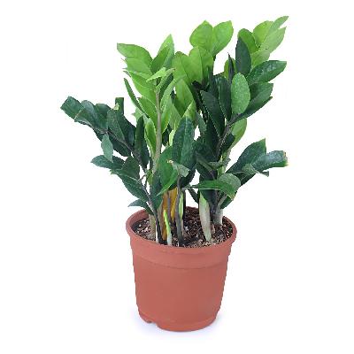 Zamia Plant