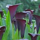 Zantedeschia