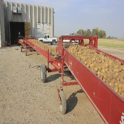 RUBBER CONVEYOR BELT FOR POTATO SHORTING