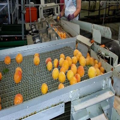 Belt Conveyor for Food Industry