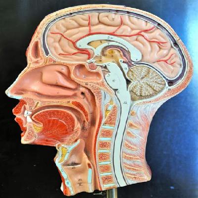  Human Anatomical Models