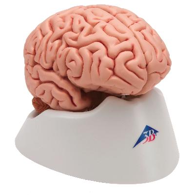 Brain Model