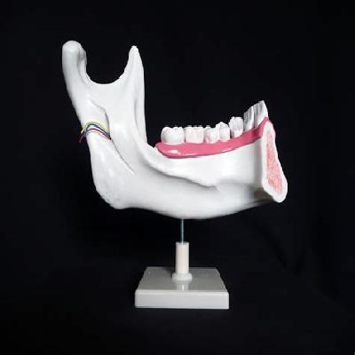 Dental Tooth Model