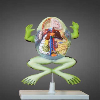 Frog Dissection Model