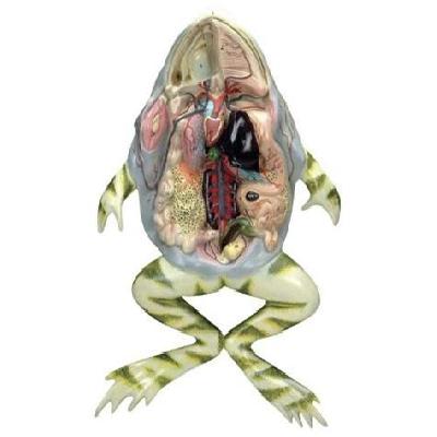 Frog Model. Pathology Model