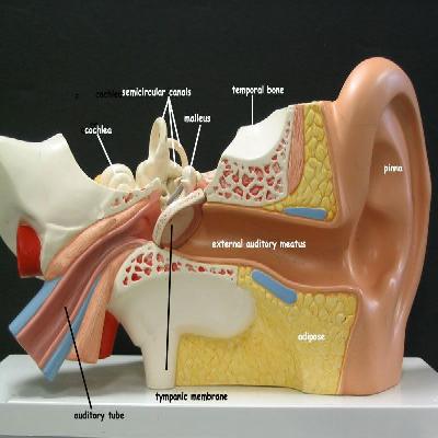Giant Ear Model Biological Chart