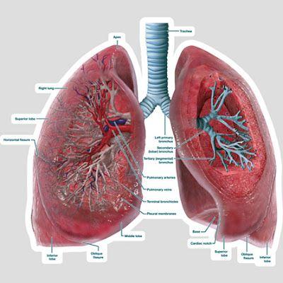 Healthy Lung Model