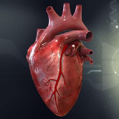 Human Heart Model.